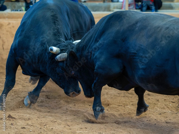 Obraz 沖縄闘牛