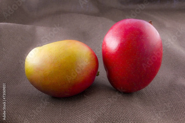 Obraz Mango fruit isolated on brown background