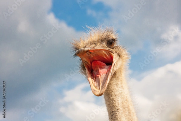Fototapeta Struś zbliżenie głowicy z otwartymi ustami na zewnątrz