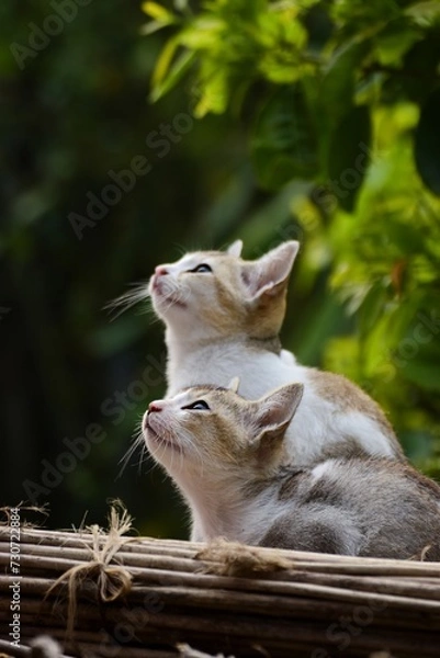 Obraz Adorable little cat sitting, cute kitten, Furry Cat, Beautiful Cat photo, Cat wallpaper, Cute kitty. White Cat sitting with blurred bokeh background