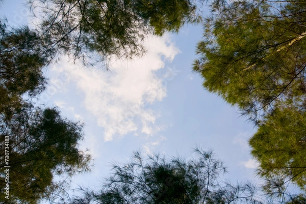 Fototapeta sky and trees copy space background 