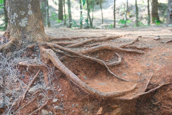 Fototapeta roots in the forest