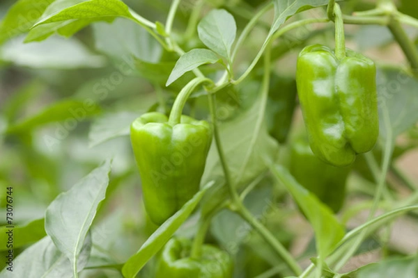 Fototapeta ピーマン畑