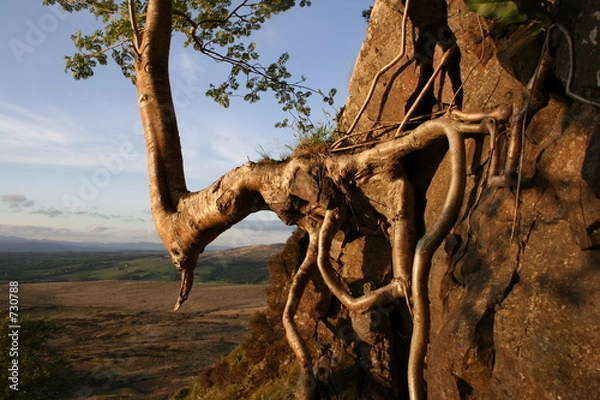 Fototapeta clinging rowan