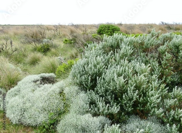 Fototapeta The vegetation around the Loch Ard Gorge in Australia