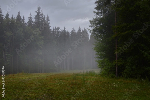 Obraz Mystical foggy morning after rain in a dense pine forest. Mountain forest glade in the foreground.
