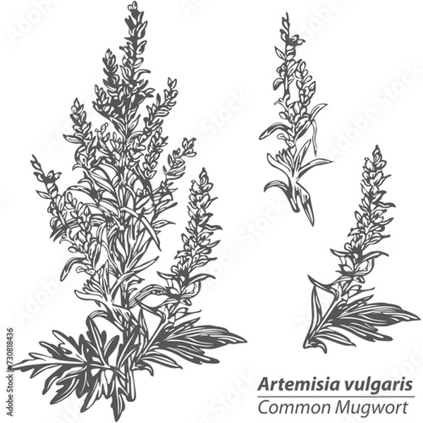 Obraz Vector of Common Mugwort