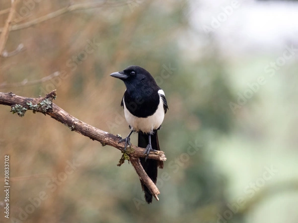 Obraz Elster (Pica pica)