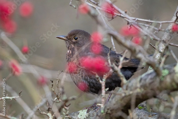 Obraz Blackbird with Berries