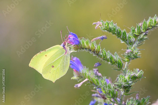 Obraz Common brimstone butterfly - Gonepteryx rhamni resting on viper's bugloss - Echium vulgare