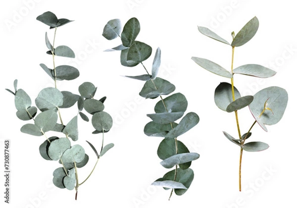 Obraz Eucalyptus branches. Vector.