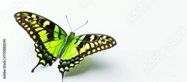 Fototapeta A beautiful green and black Papilio machaon butterfly, a pollinator, sits on a white surface with its delicate wings.
