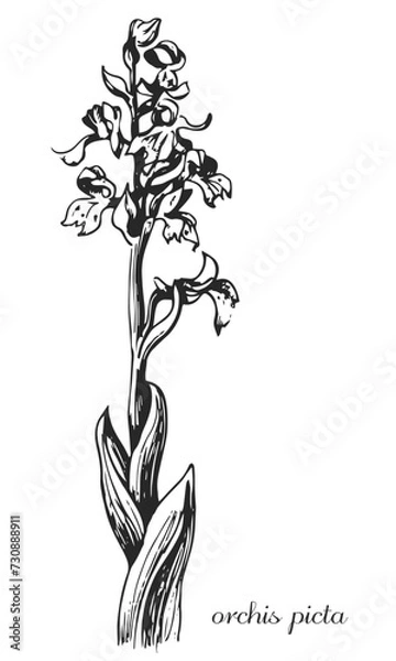 Fototapeta orchis picta. Botanical illustration of orchis. Monochrome orchis, black and white orchis hand drawing, orchis sketch