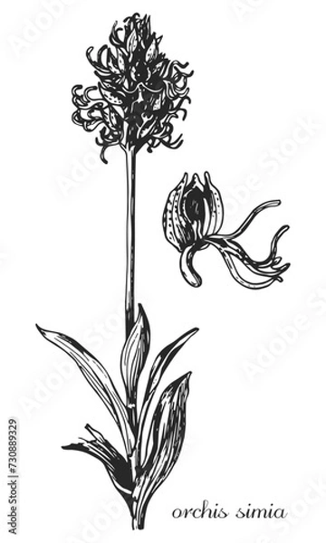 Fototapeta orchis simia. Botanical illustration of orchis. Monochrome orchis, black and white orchis hand drawing, orchis sketch