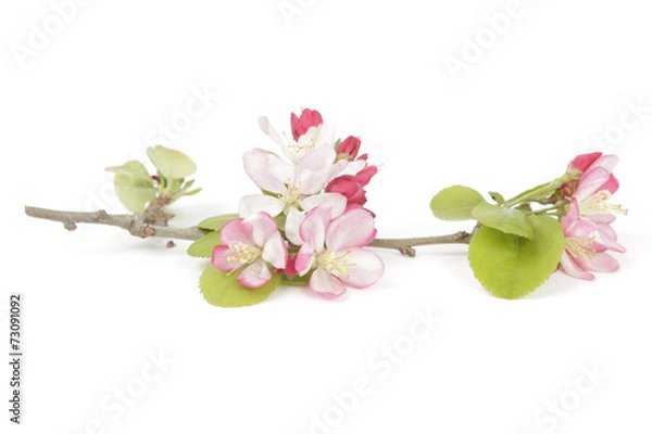 Obraz Springtime crabapple flowers