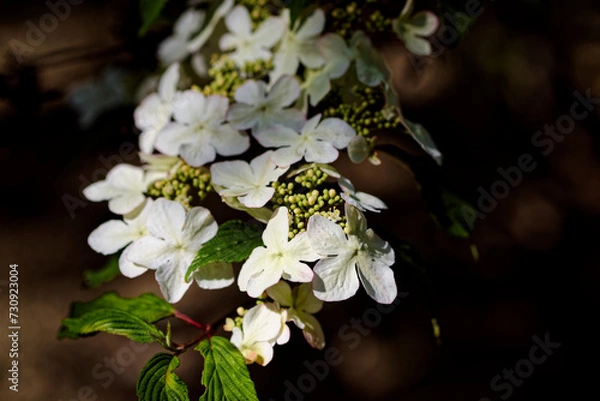 Obraz 白いヤブデマリの花