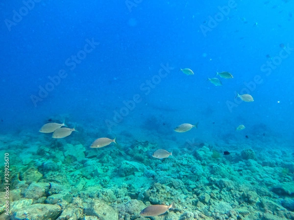 Obraz Shoal of Sargos or White Seabream swimming at the coral reef in the Red Sea, Egypt..