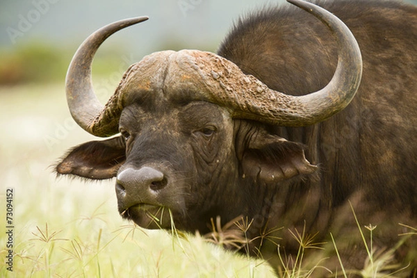 Fototapeta Buffalo stare