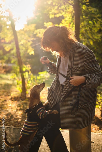 Obraz Dog training in autumn park at sunset. Happy brunette caucasian woman in casual clothes playing with her concentrated dachshund puppy outdoor. High quality vertical photo