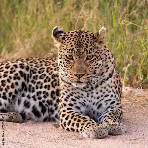 Obraz a leopardess close up on the road