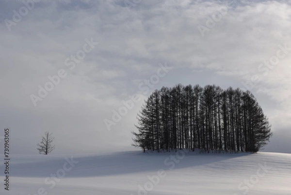 Fototapeta 美瑛の例の丘