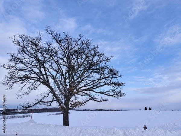 Fototapeta 美瑛の例の木