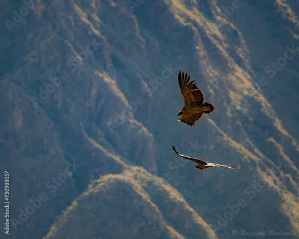 Obraz Condor in Colca kanion