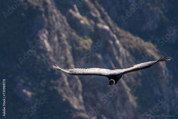 Obraz Condor in Colca kanion
