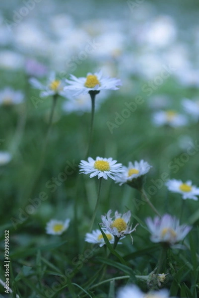Fototapeta chamomile