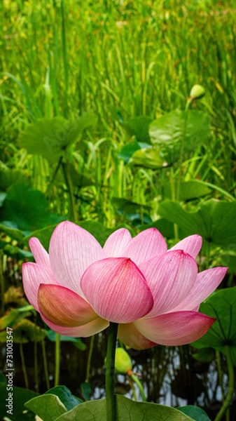 Obraz 平和の森公園の蓮の花