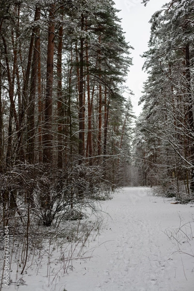 Obraz Snow-Covered Pathway Through a Pine Forest