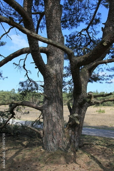 Fototapeta trunk of a pine in the Veluwe  National  Park