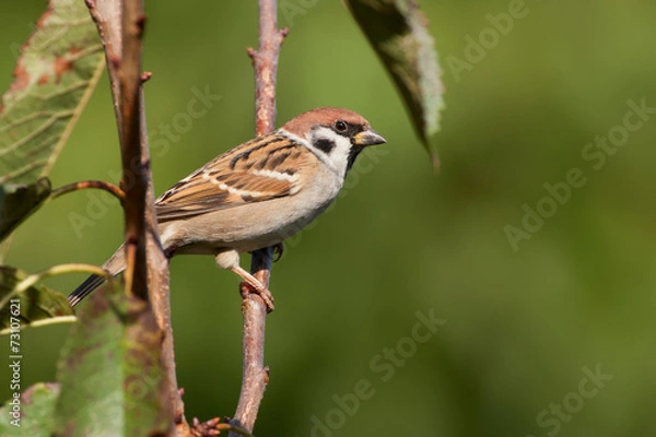 Fototapeta Feldsperling