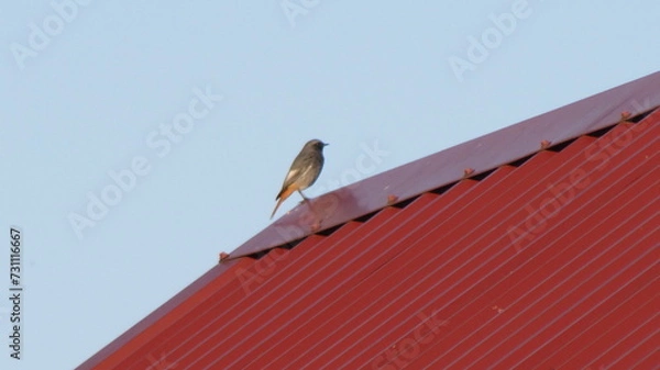 Obraz bird on roof