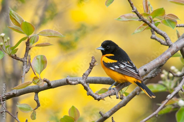 Obraz Baltimore Oriole