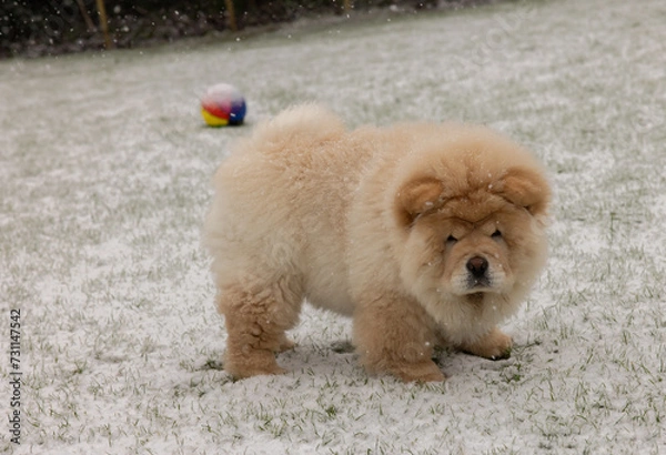 Obraz Cream Chow Puppy