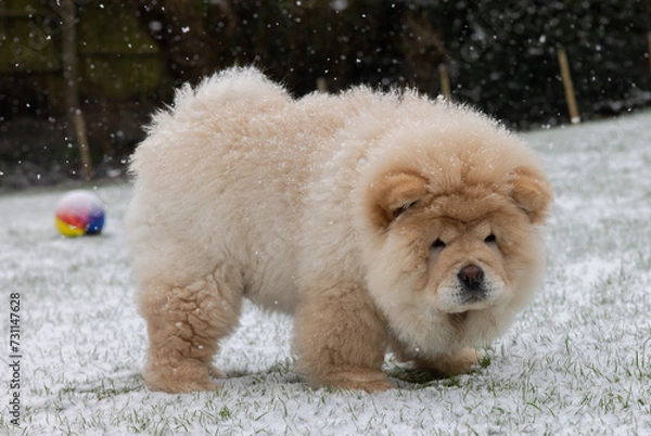 Obraz Cream Chow Puppy