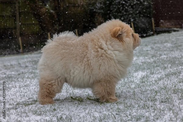 Obraz Cream Chow Puppy