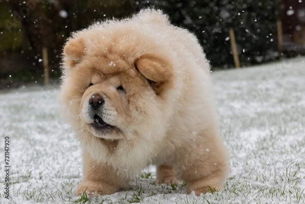 Obraz Cream Chow Puppy