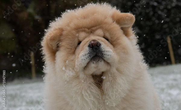 Obraz Cream Chow Puppy