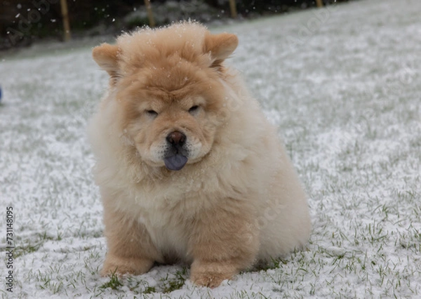 Obraz Cream Chow Puppy