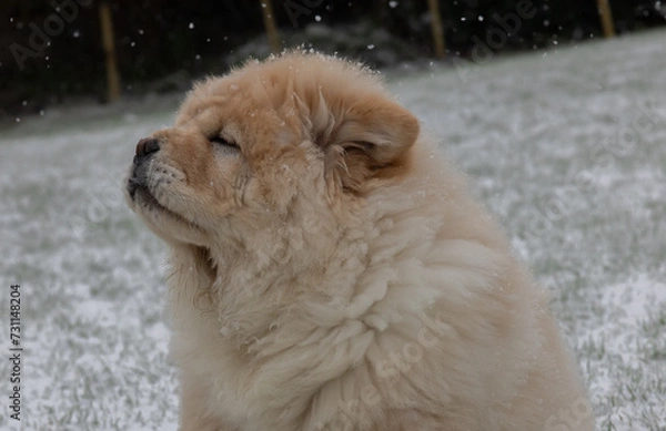 Obraz Cream Chow Puppy