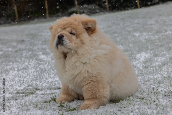 Obraz Cream Chow Puppy