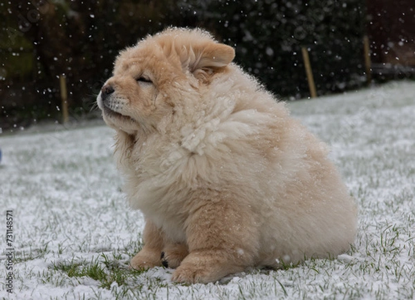 Obraz Cream Chow Puppy