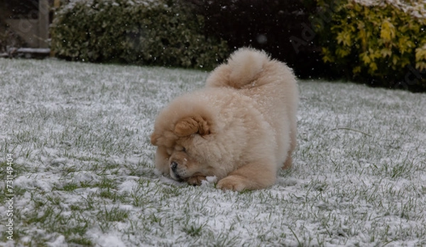 Obraz Cream Chow Puppy