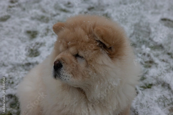 Obraz Cream Chow Puppy