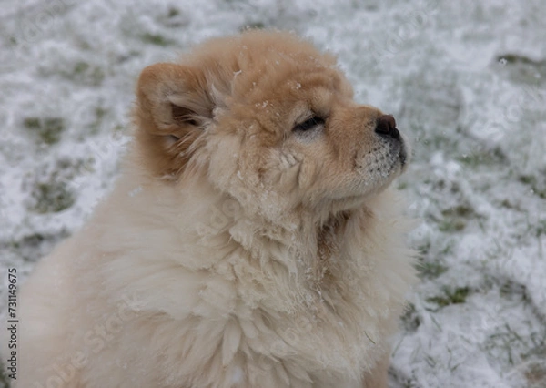 Fototapeta Cream Chow Puppy