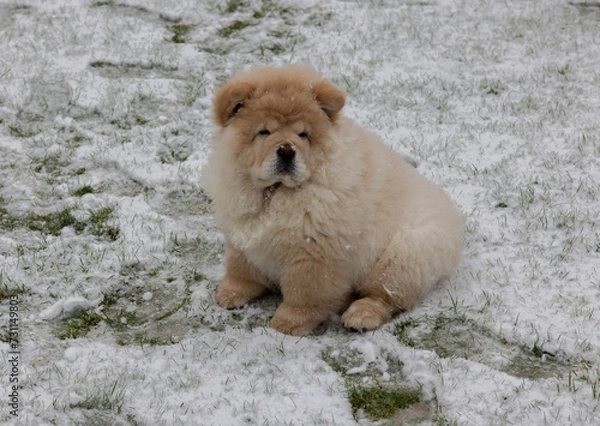 Obraz Cream Chow Puppy