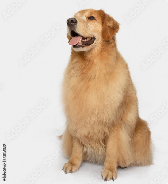 Fototapeta Happy smiling Golden retriever dog sit posing isolated on white background