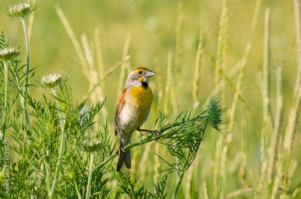 Obraz Dickcissel